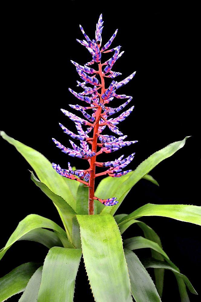 Bromeliad Aechmea Del Mar - View 1 from www redcrocus com