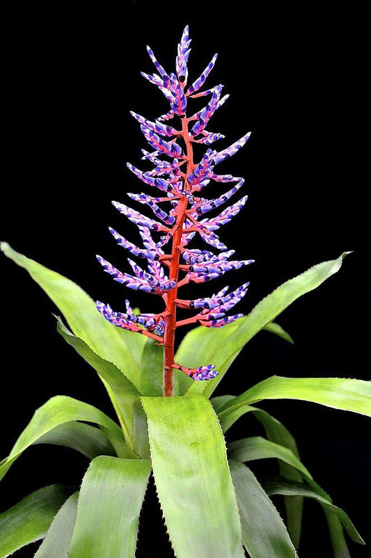 Bromeliad Aechmea Del Mar - View 1 from www redcrocus com