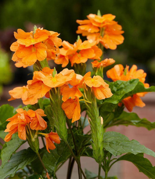 Crossandra Assorted - View 1 from www redcrocus com