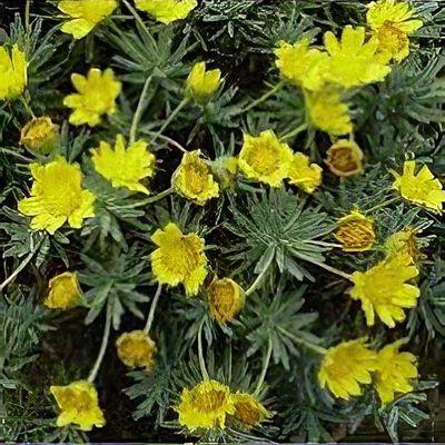 Euryops Chrysanthemoides Sonnenschein - View 10 from www redcrocus com