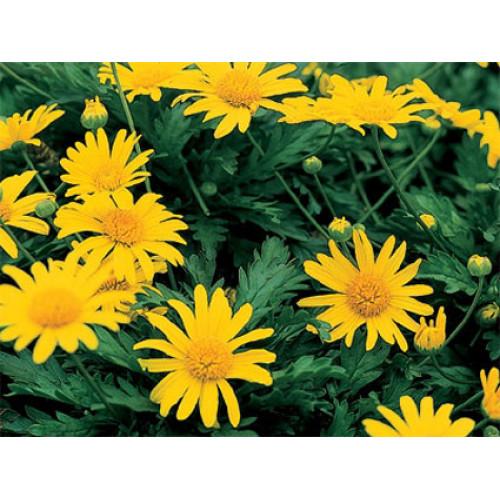 Euryops Chrysanthemoides Sonnenschein - View 11 from www redcrocus com