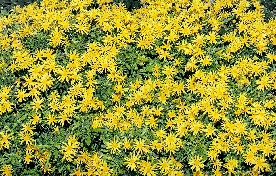 Euryops Chrysanthemoides Sonnenschein - View 12 from www redcrocus com