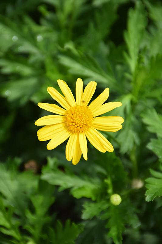 Euryops Chrysanthemoides Sonnenschein - View 13 from www redcrocus com
