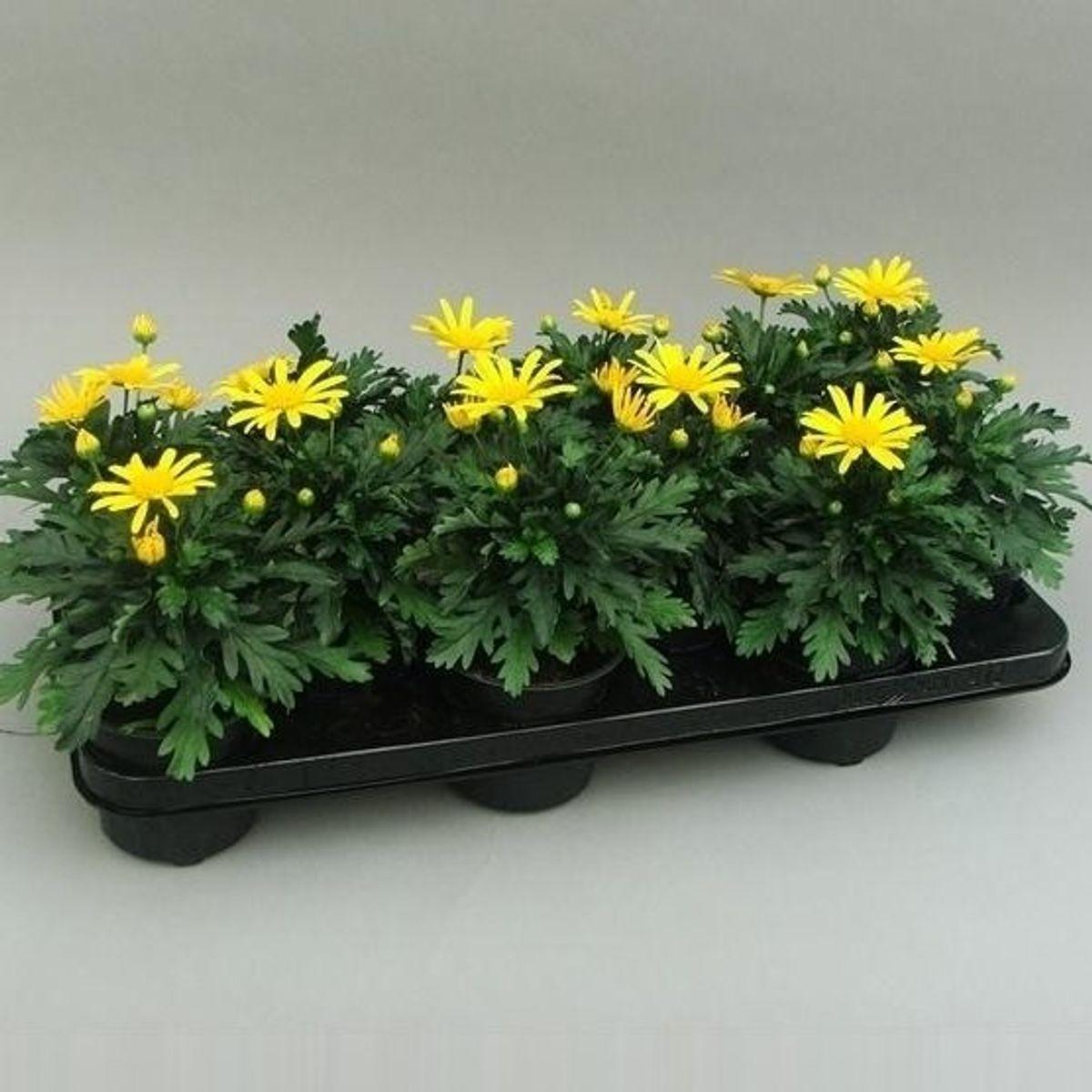 Euryops Chrysanthemoides Sonnenschein - View 14 from www redcrocus com