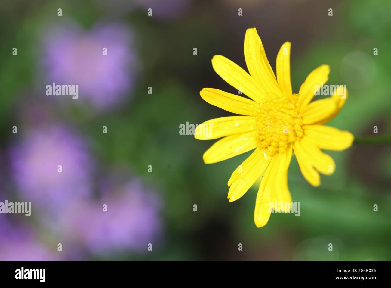 Euryops Chrysanthemoides Sonnenschein - View 15 from www redcrocus com