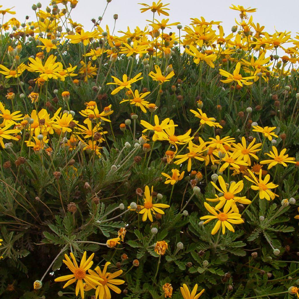 Euryops Chrysanthemoides Sonnenschein - View 1 from www redcrocus com