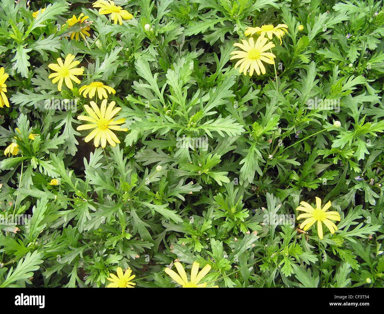 Euryops Chrysanthemoides Sonnenschein - View 2 from www redcrocus com