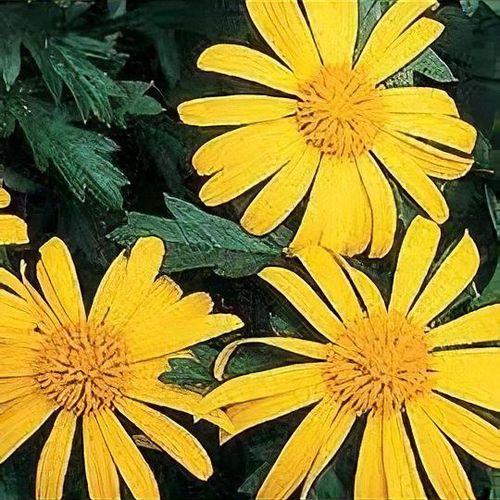 Euryops Chrysanthemoides Sonnenschein - View 3 from www redcrocus com