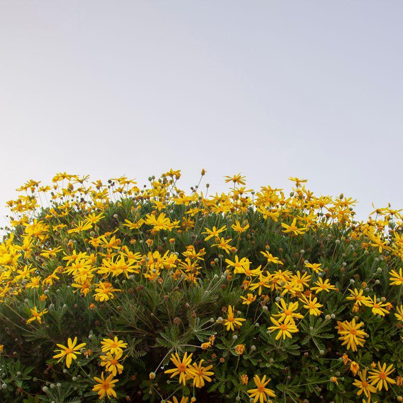 Euryops Chrysanthemoides Sonnenschein - View 4 from www redcrocus com