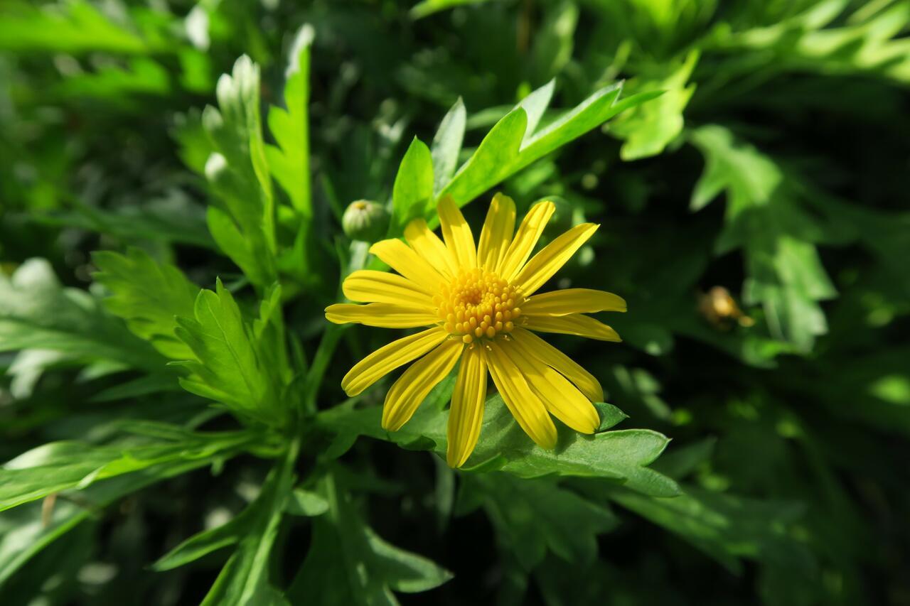Euryops Chrysanthemoides Sonnenschein - View 5 from www redcrocus com