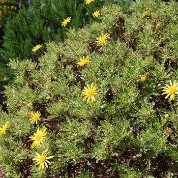 Euryops Chrysanthemoides Sonnenschein - View 6 from www redcrocus com