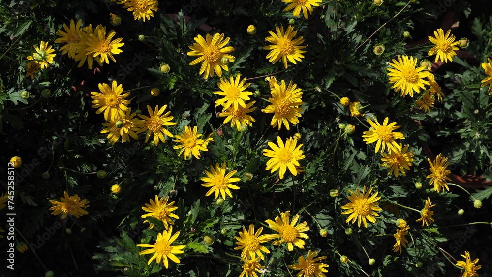 Euryops Chrysanthemoides Sonnenschein - View 7 from www redcrocus com