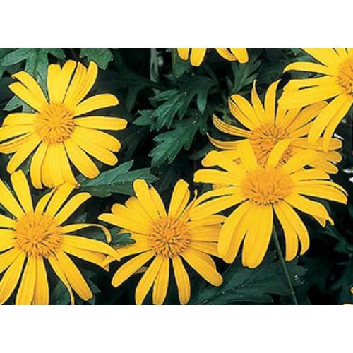 Euryops Chrysanthemoides Sonnenschein - View 8 from www redcrocus com