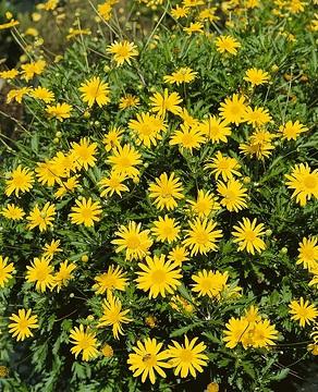 Euryops Chrysanthemoides Sonnenschein - View 9 from www redcrocus com