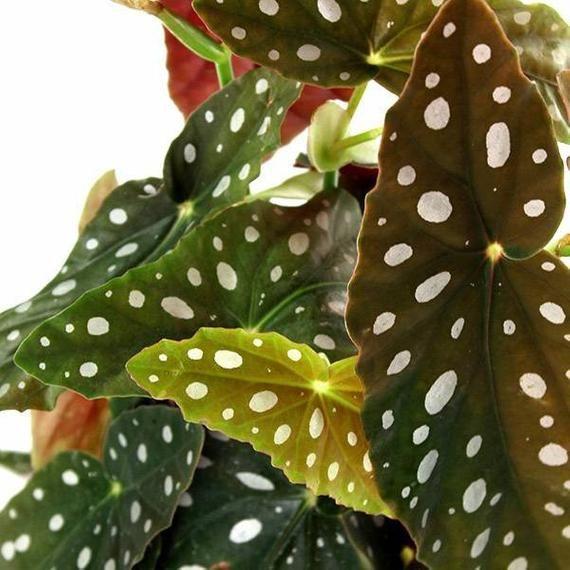 Begonia Maculata Variegata - View 16 from www redcrocus com