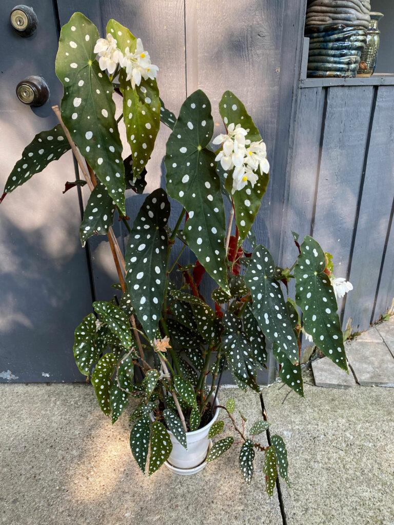 Begonia Maculata Variegata - View 17 from www redcrocus com