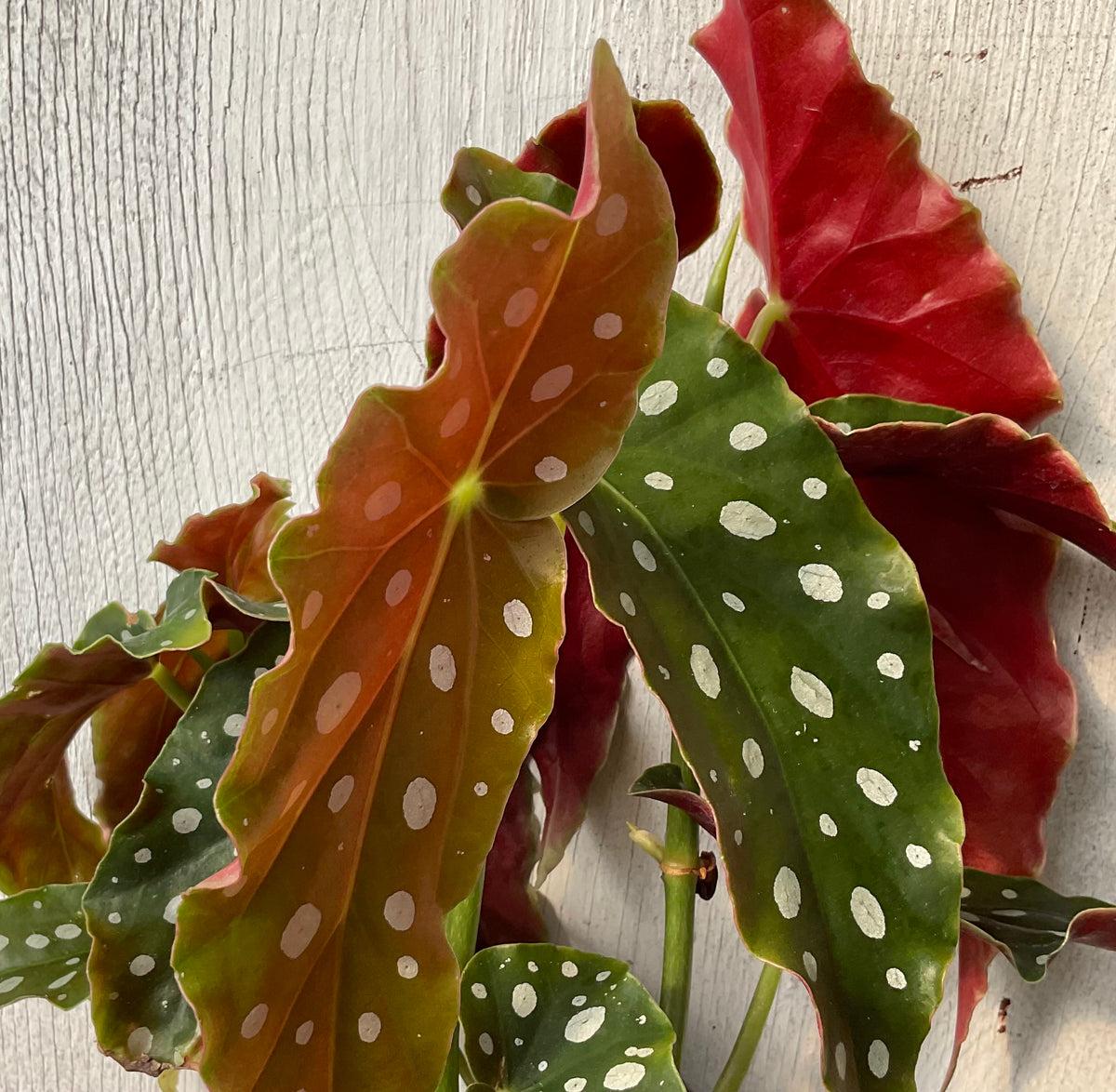 Begonia Maculata Variegata - View 18 from www redcrocus com