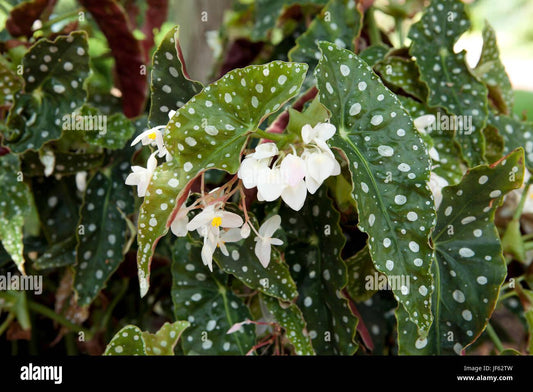 Begonia Maculata Variegata - View 1 from www redcrocus com