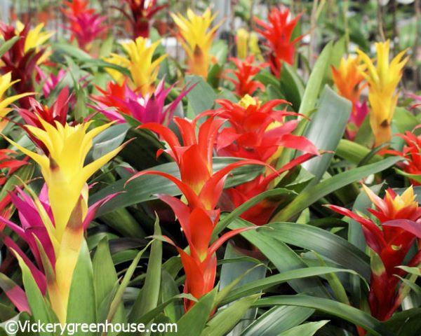 Bromeliad Guzmania Assorted - View 11 from www redcrocus com
