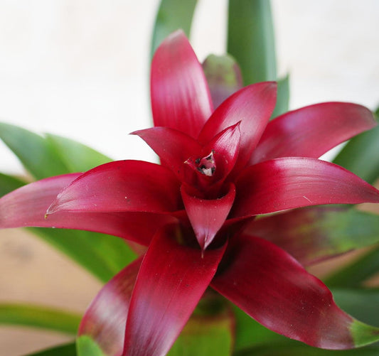 Bromeliad Guzmania Assorted - View 12 from www redcrocus com