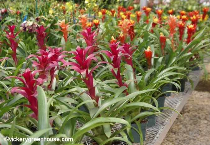 Bromeliad Guzmania Assorted - View 13 from www redcrocus com
