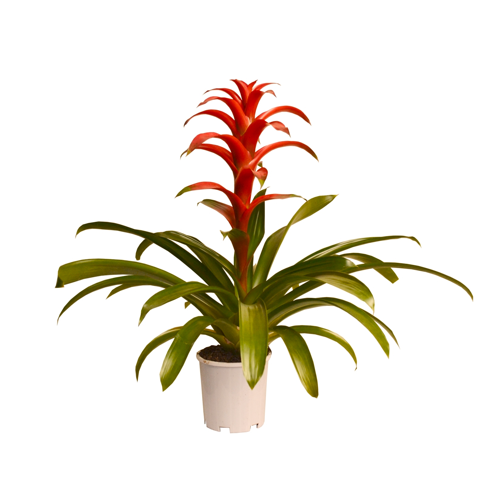 Bromeliad Guzmania Assorted - View 14 from www redcrocus com