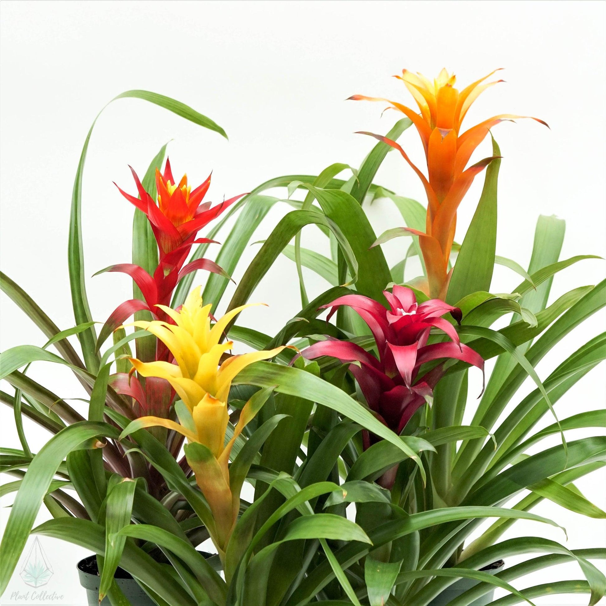 Bromeliad Guzmania Assorted - View 15 from www redcrocus com
