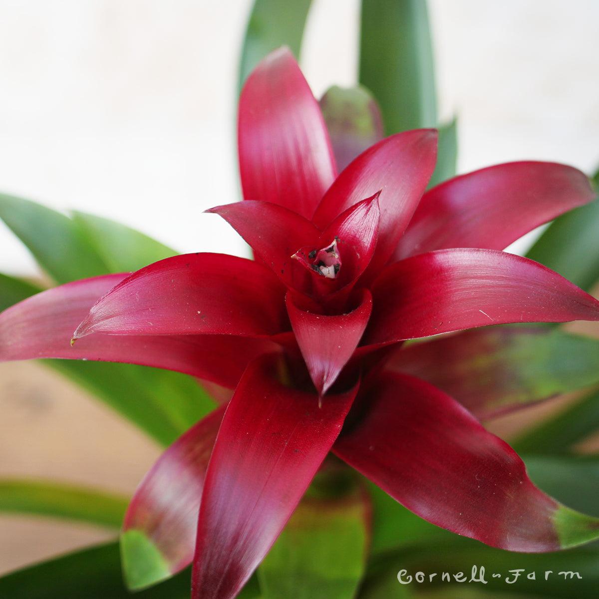 Bromeliad Guzmania Assorted - View 18 from www redcrocus com