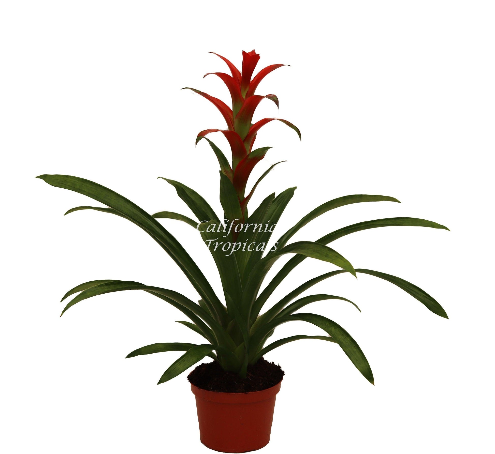 Bromeliad Guzmania Assorted - View 19 from www redcrocus com
