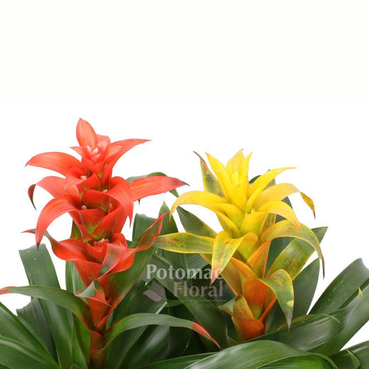 Bromeliad Guzmania Assorted - View 1 from www redcrocus com