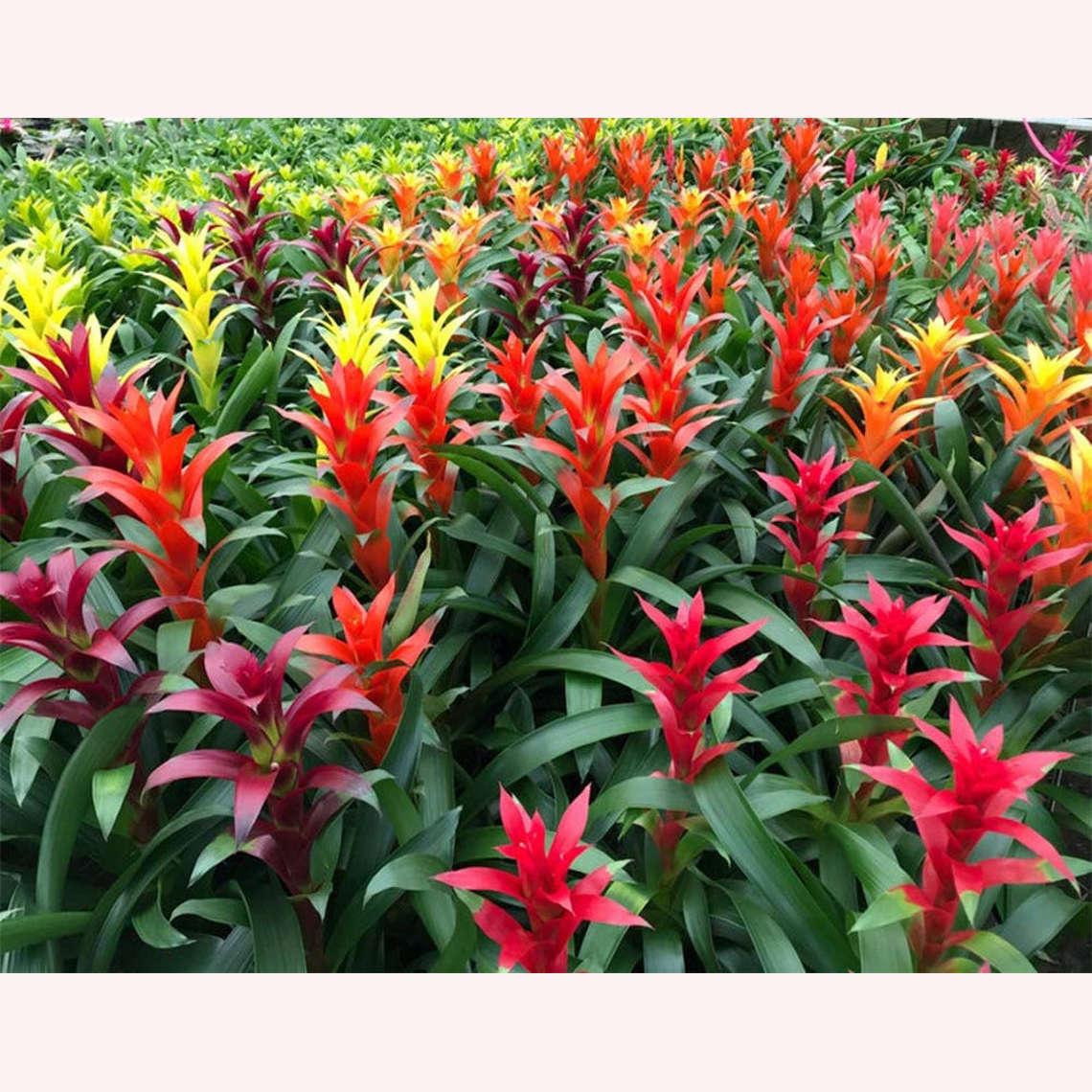 Bromeliad Guzmania Assorted - View 20 from www redcrocus com