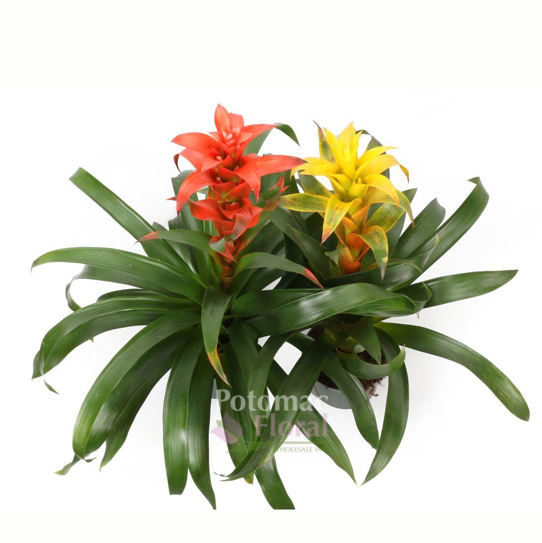 Bromeliad Guzmania Assorted - View 2 from www redcrocus com