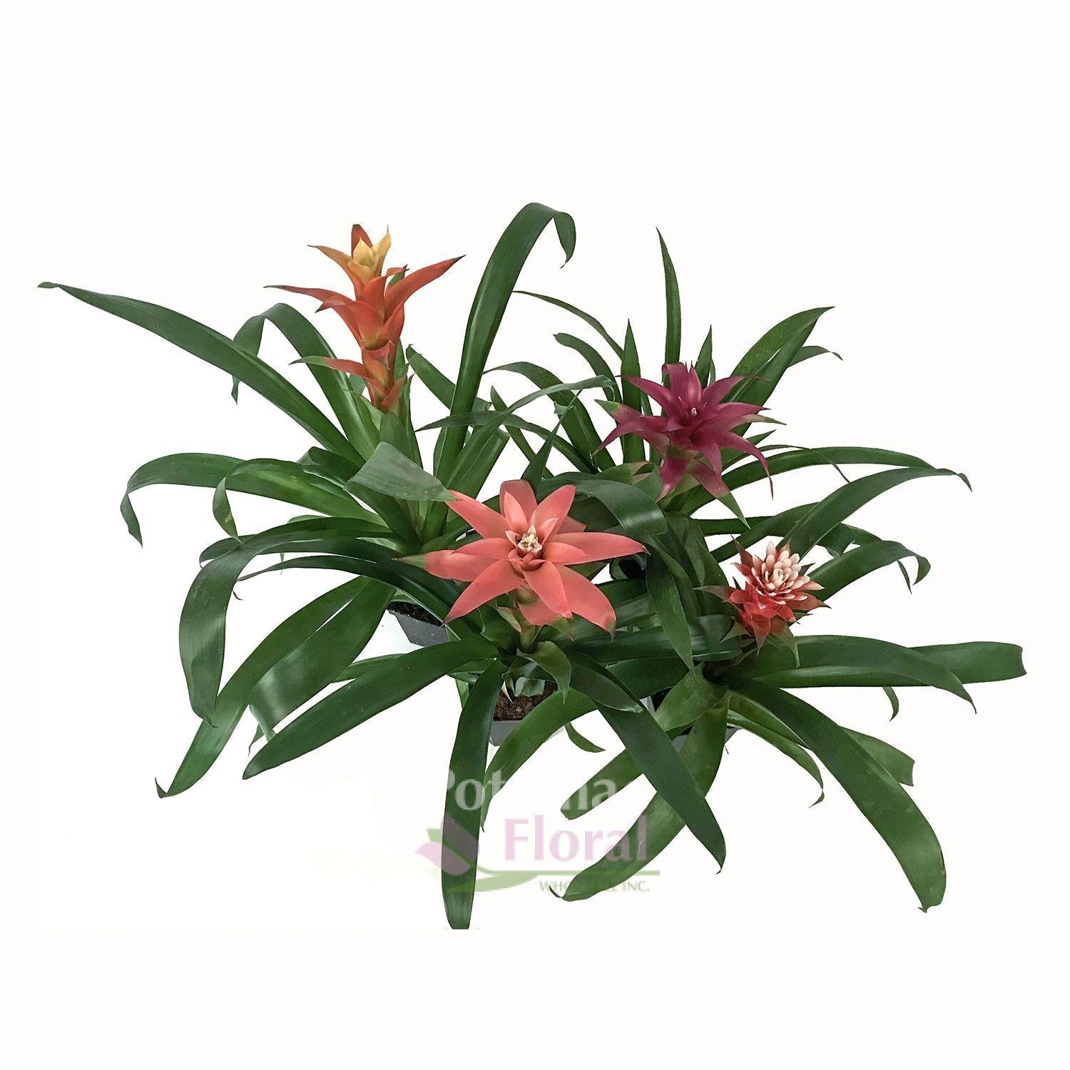 Bromeliad Guzmania Assorted - View 3 from www redcrocus com