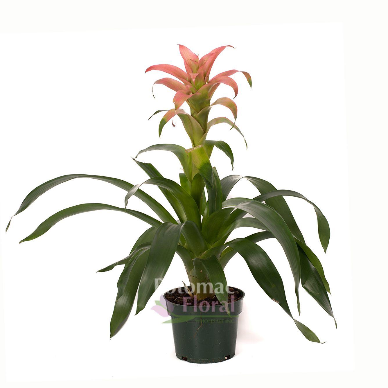 Bromeliad Guzmania Assorted - View 6 from www redcrocus com