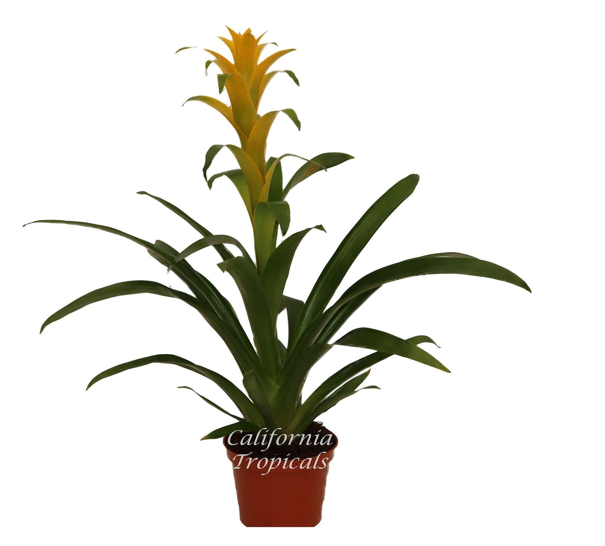 Bromeliad Guzmania Assorted - View 9 from www redcrocus com
