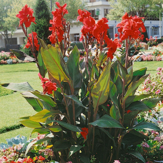 Canna Red - View 1 from www redcrocus com