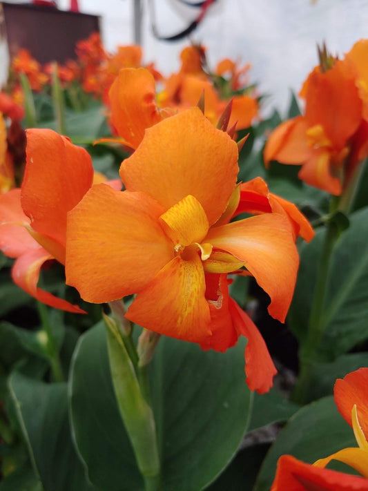 Canna Orange Shades - View 1 from www redcrocus com