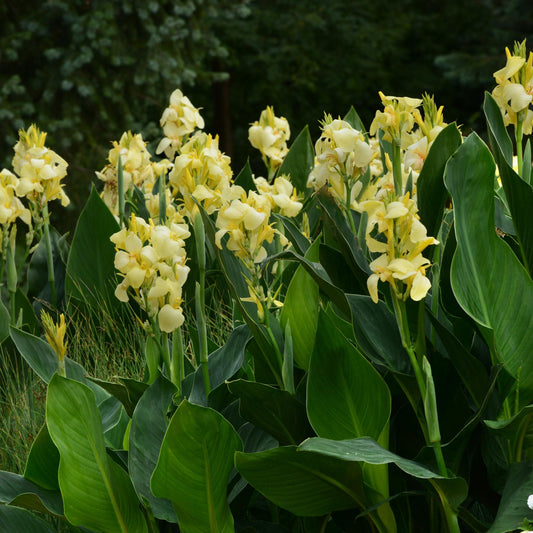 Canna Yellow - View 1 from www redcrocus com