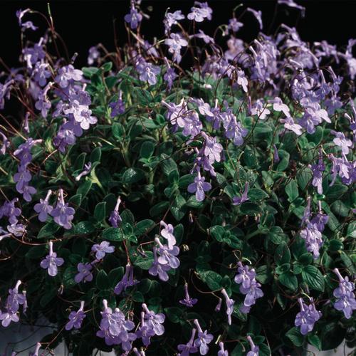 Streptocarpus, Blue - View 11 from www redcrocus com