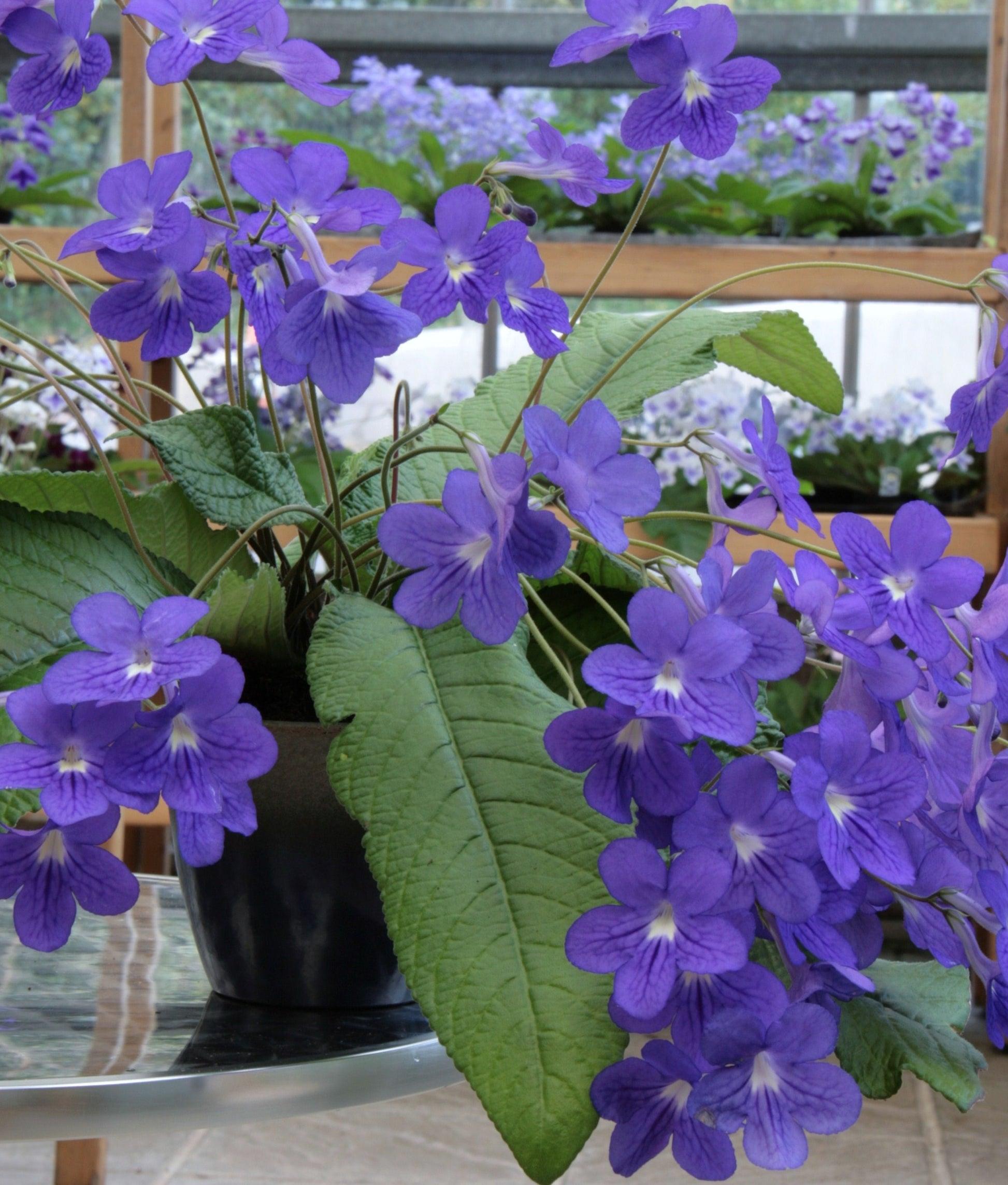 Streptocarpus, Blue - View 12 from www redcrocus com