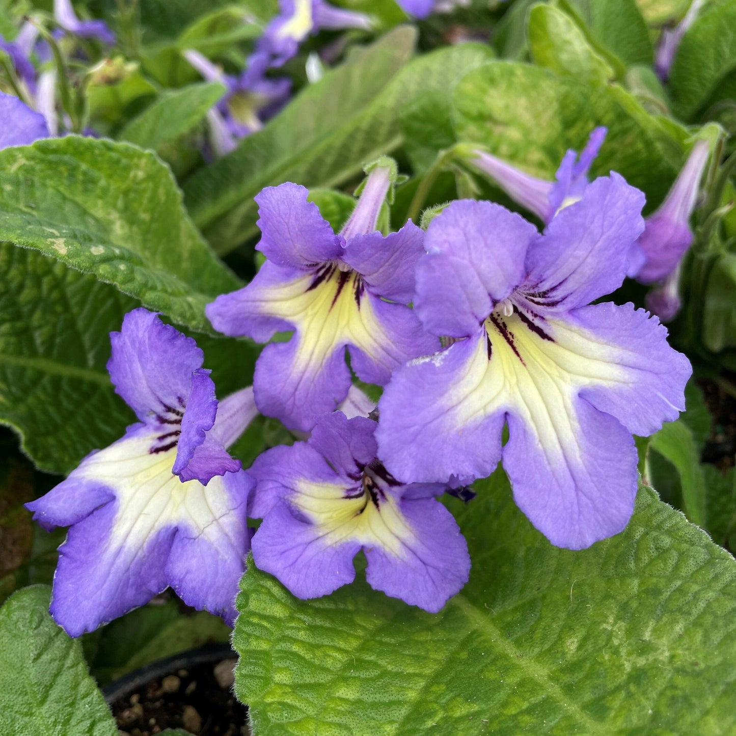 Streptocarpus, Blue - View 13 from www redcrocus com