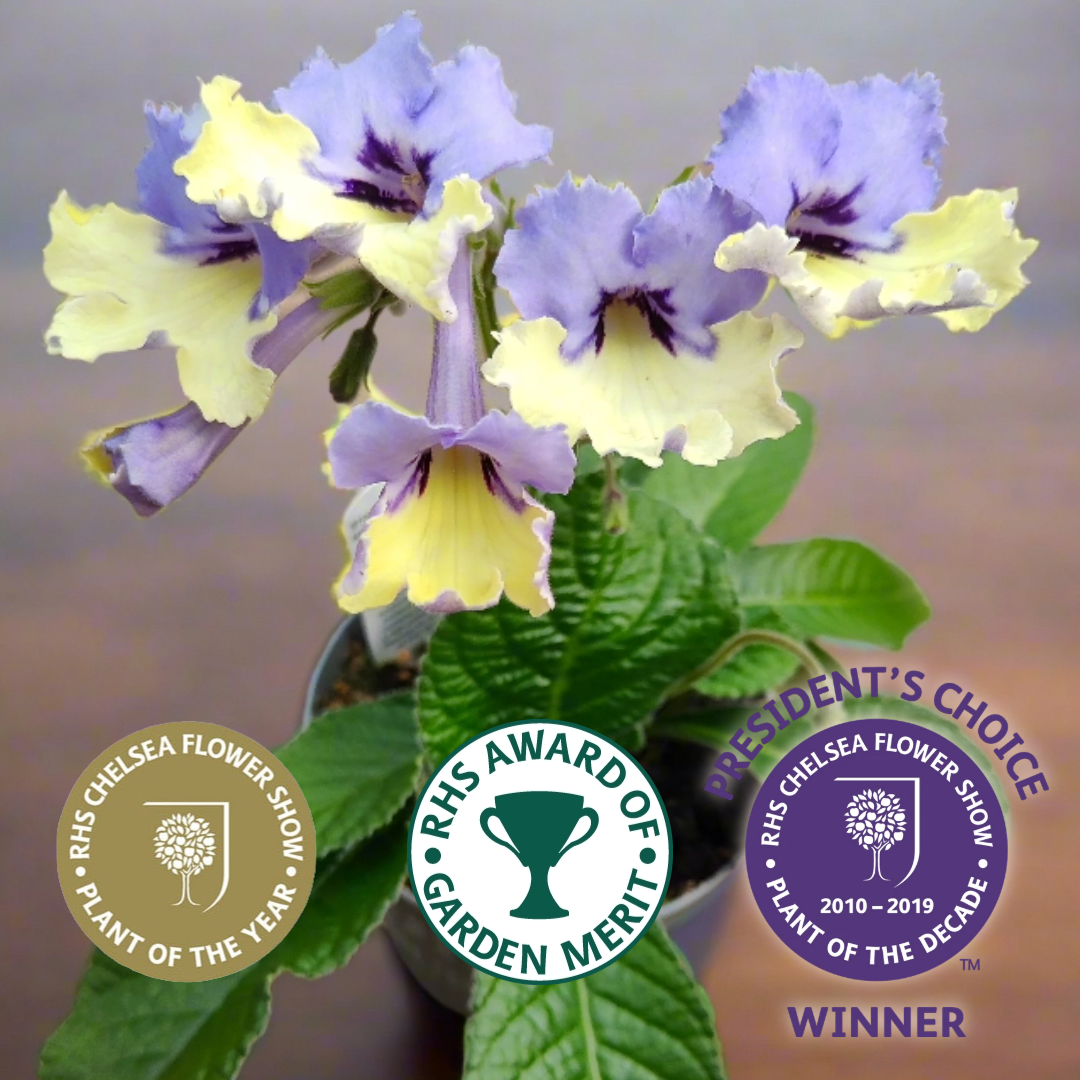 Streptocarpus, Blue - View 16 from www redcrocus com
