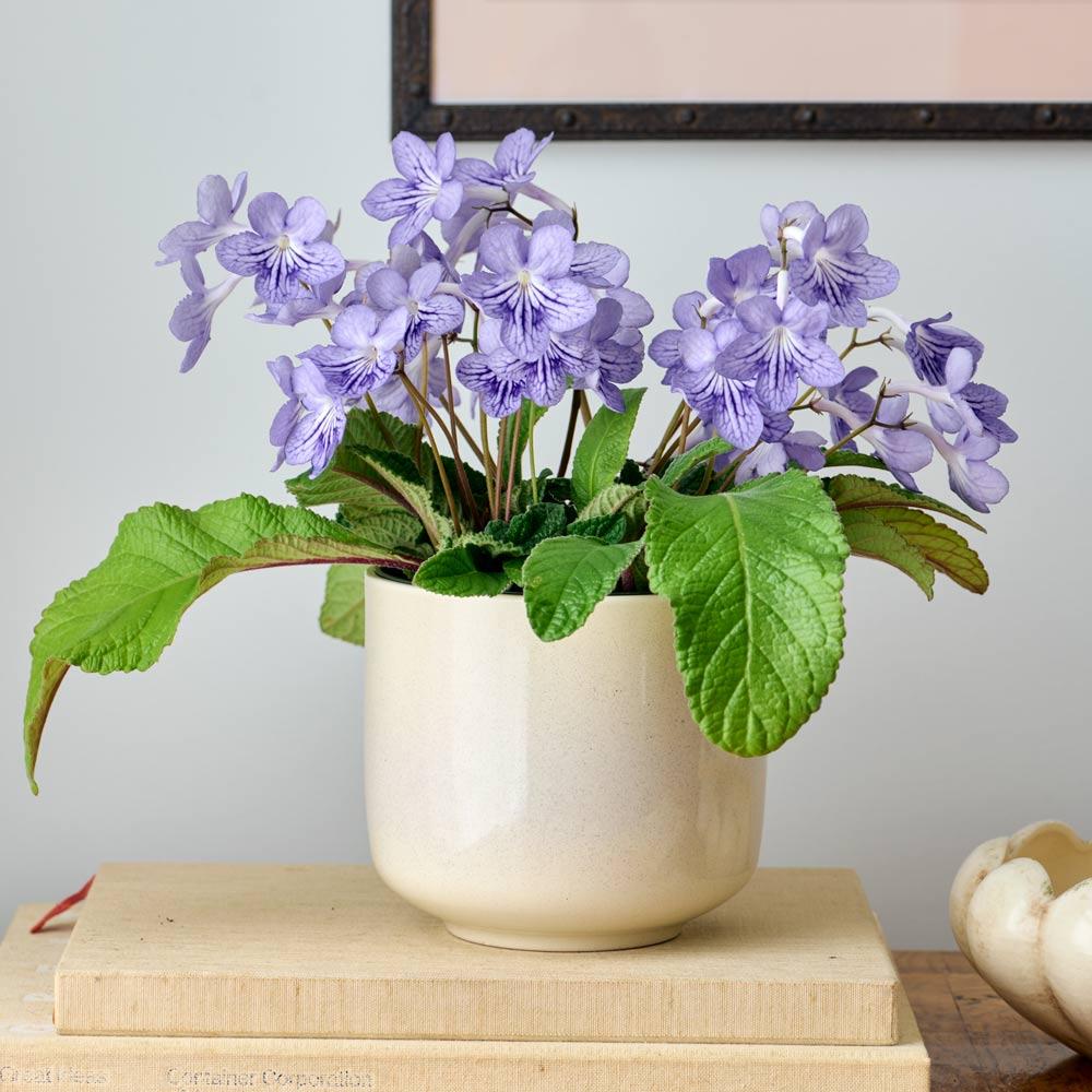 Streptocarpus, Blue - View 17 from www redcrocus com