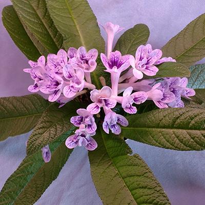 Streptocarpus, Blue - View 19 from www redcrocus com
