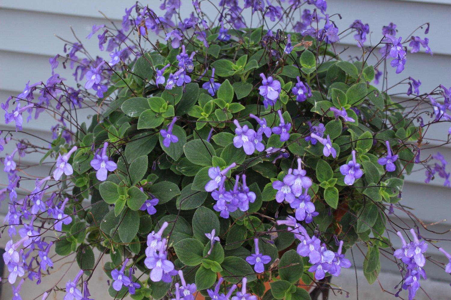Streptocarpus, Blue - View 1 from www redcrocus com