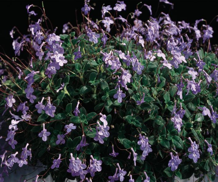 Streptocarpus, Blue - View 20 from www redcrocus com