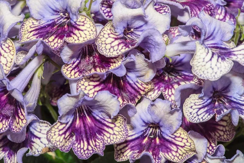 Streptocarpus, Blue - View 21 from www redcrocus com
