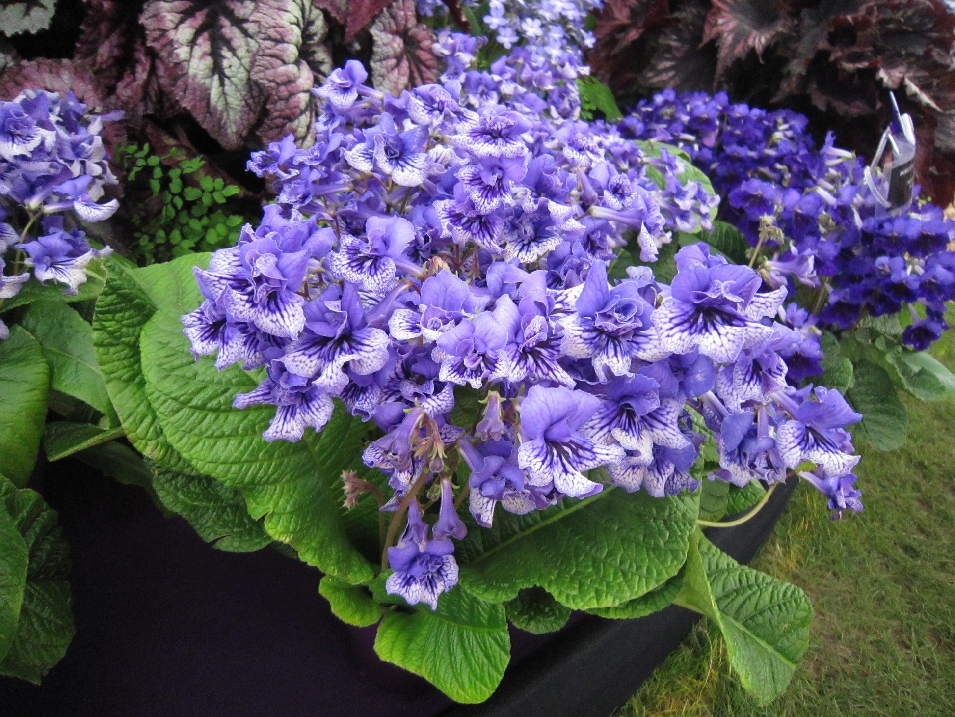 Streptocarpus, Blue - View 22 from www redcrocus com