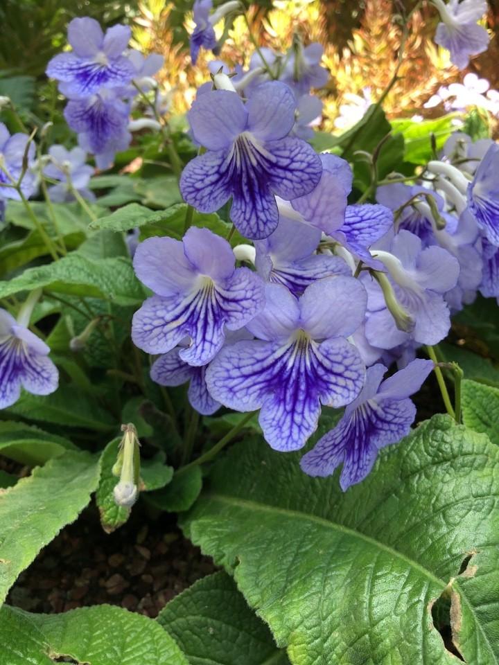 Streptocarpus, Blue - View 23 from www redcrocus com