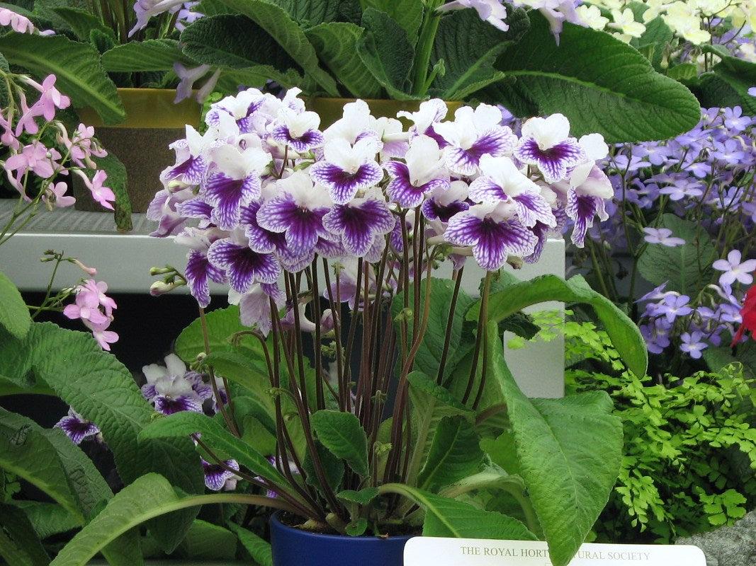 Streptocarpus, Blue - View 24 from www redcrocus com